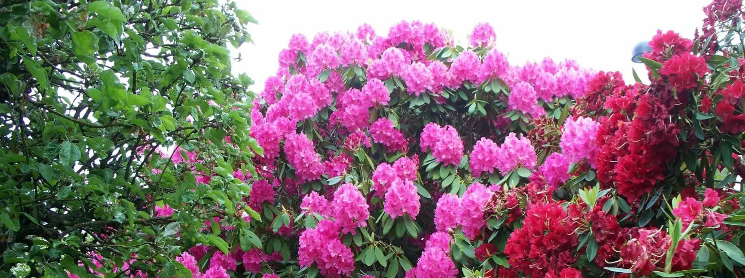 Garden With Rhododendrons 1536x575 