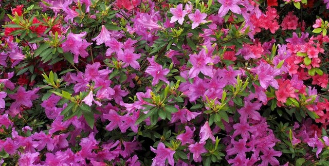 pruning azaleas properly increases blooms