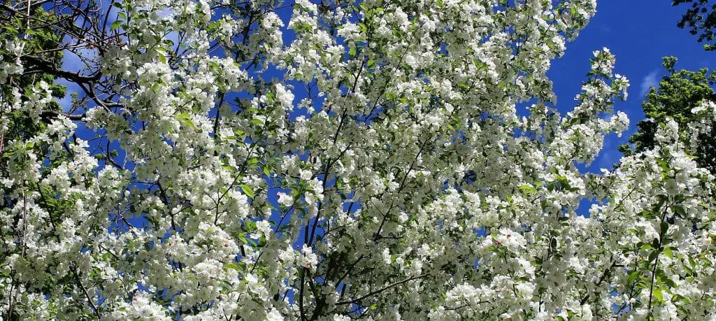 Pruning Dogwood Trees How To Prune A Dogwood Tree Bovees Where The Growing Begins
