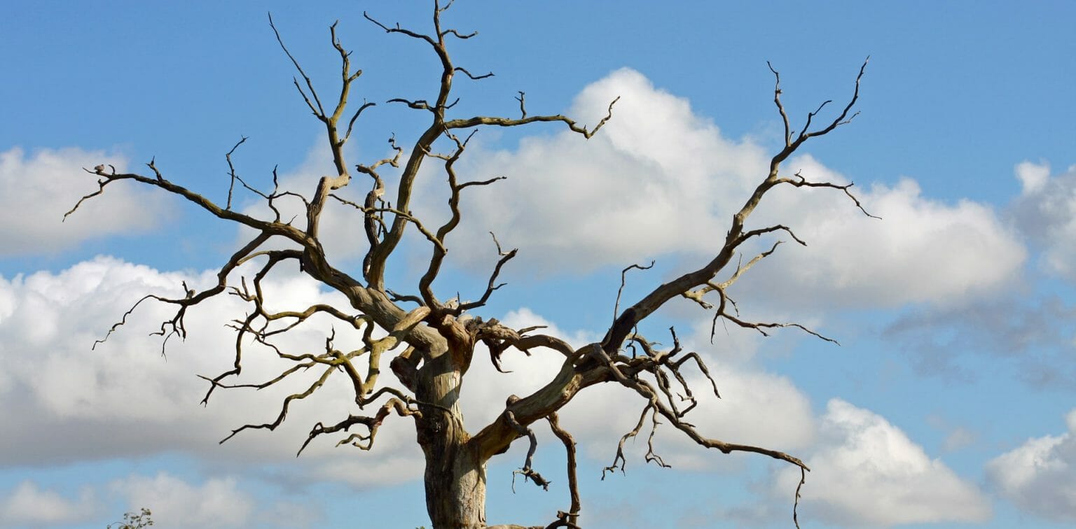 How To Know If A Tree Is Dead Or Dying