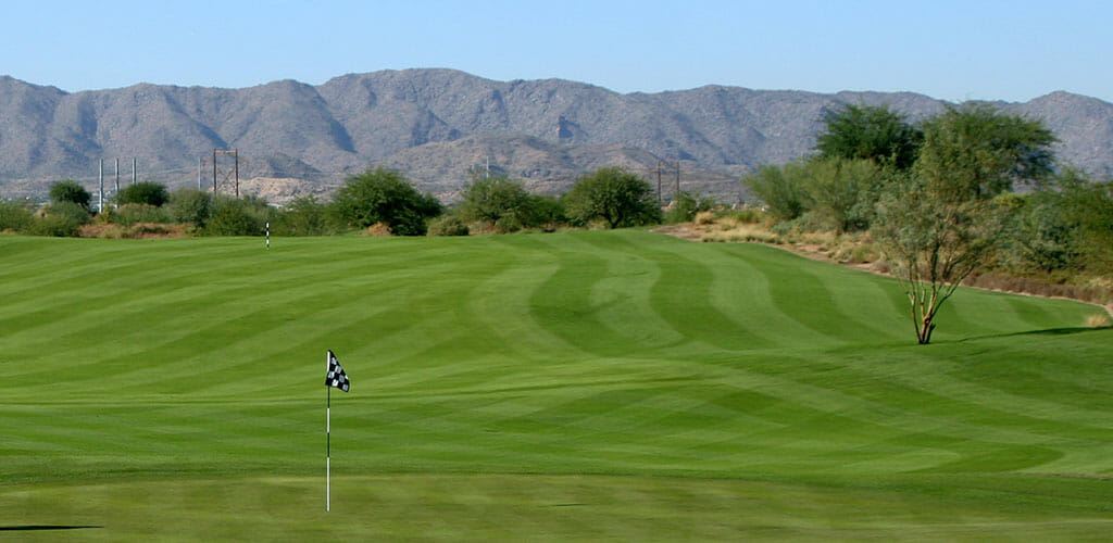 perennial ryegrass on golf course. A good choice for a lawn.