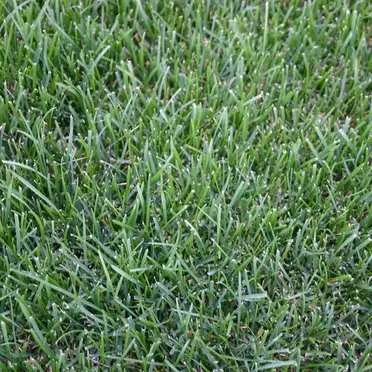 How Long Does It Take For Grass Seed To Grow