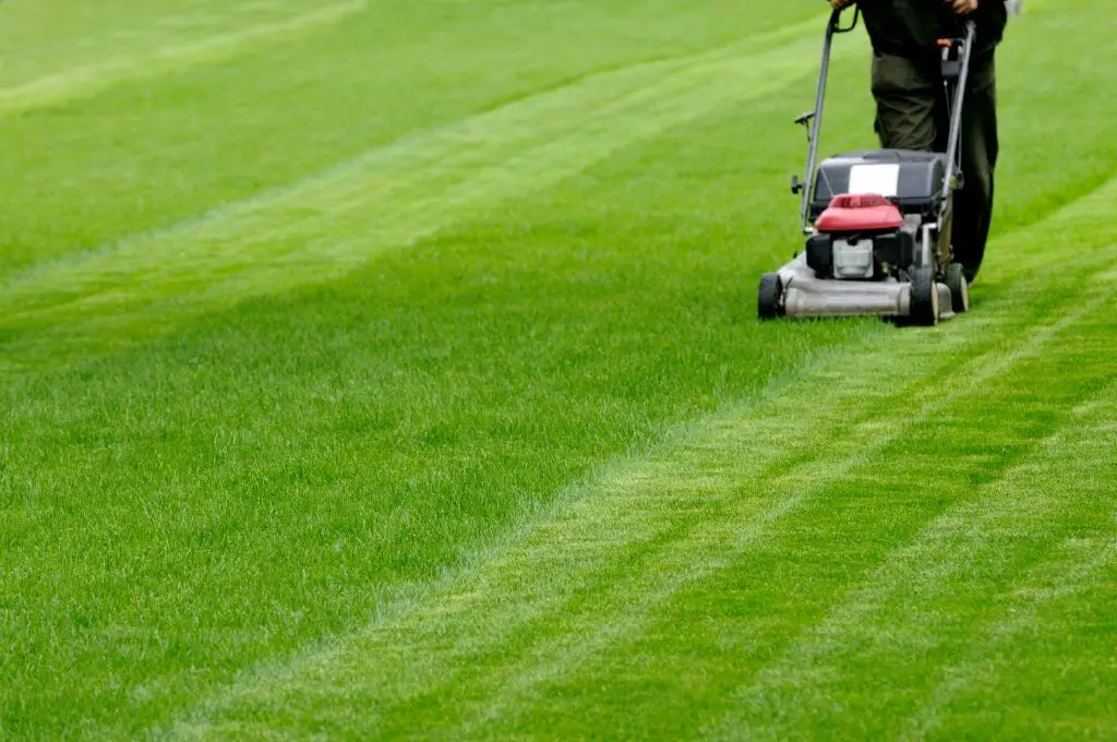 When Is The Best Time To Dethatch Lawn Plus Dethatching Tips Bovees Where The Growing Begins