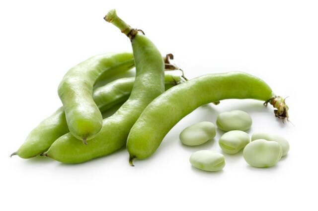 start growing fava beans like these
