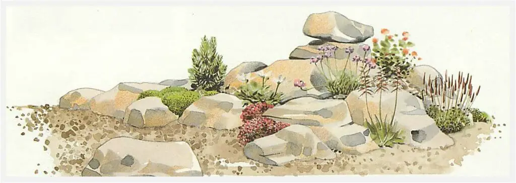 plant the rock garden with suitable plants