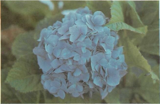 changing the color of hydrangeas from pink to blue
