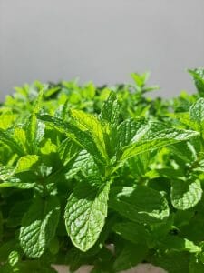 to find out how to harvest and store mint like this
