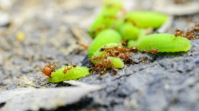 How to get rid of fire ants is a very serious question for many people.