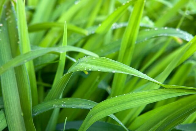 When is the best time to fertilize lawn before or after rain? We will find out here.