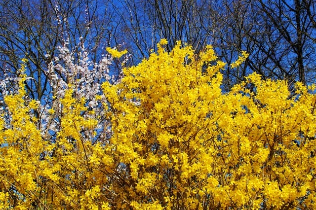 pruning forsythia bushes will ensure an abundance of bright yellow flowers