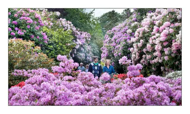 Stunning flower clusters are produced after spring growth