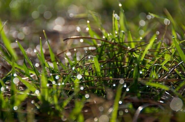 Be sure to feed lawn after rain.