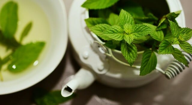 Essential oils, like cinnamon oil or peppermint oil are good for confusing their scent trails.