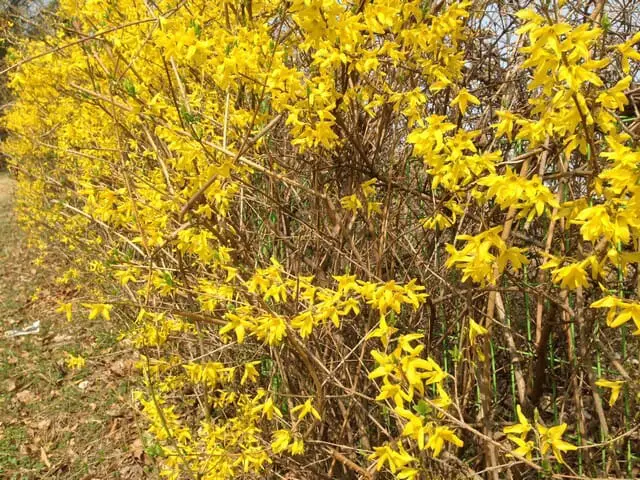 overgrown forsythia with arching habit bearing yellow forsythia blooms