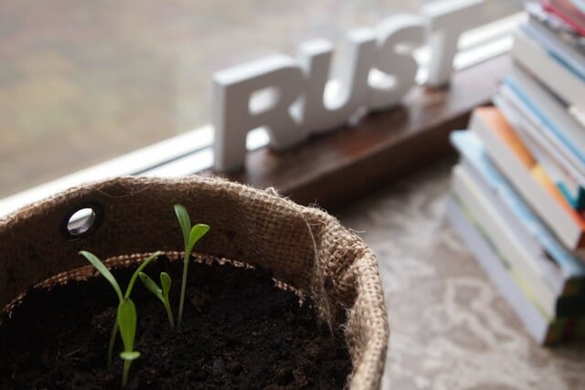 Keep your potting mix dry to retain nutrients