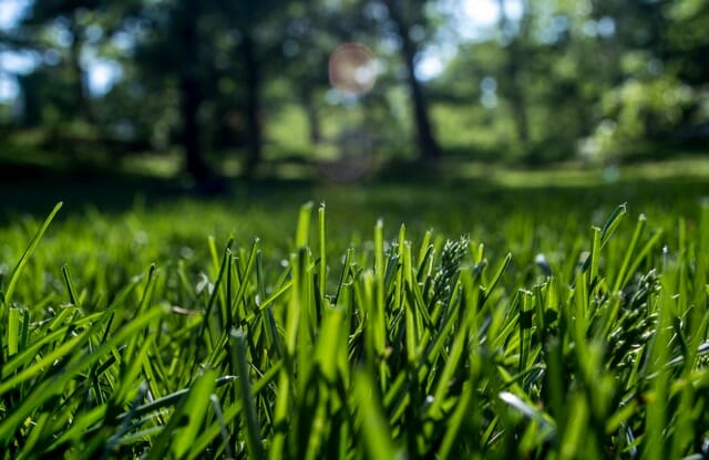 To have thick green grass, use a plant based compost to deliver nutrients your lawn.
