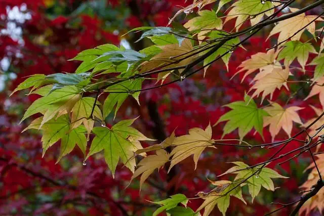 Silver maple is one of the best trees to plant near a house