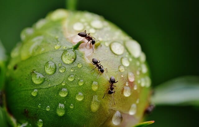 When looking for natural ways to get rid of ants, try some home remedies.