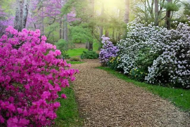 These plants are a great addition to a rock garden