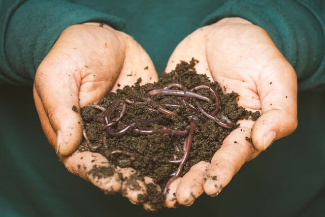 Worms will help with compostable items.