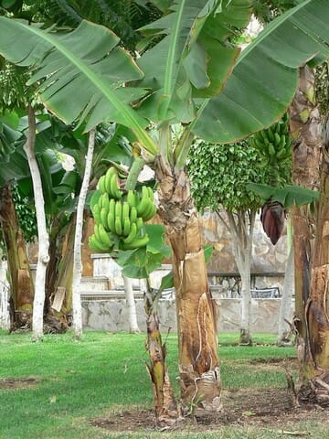 A banana plant in the garden.

