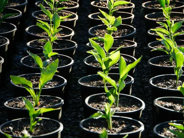 Use your bags of potting mix as soon as possible