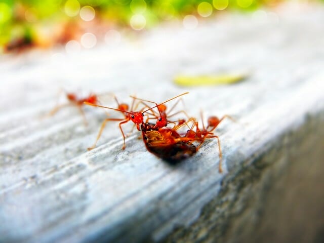 Imported fire ant colonies are a serious nuisance.