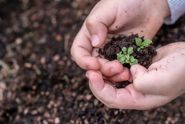 Does potting soil go bad? If it does, potting soil may be used in garden beds.