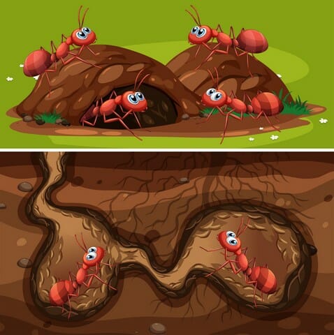 Red imported fire ant mound