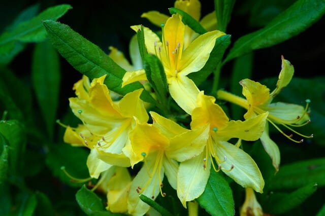 The removal of spent flowers shows off the foliage