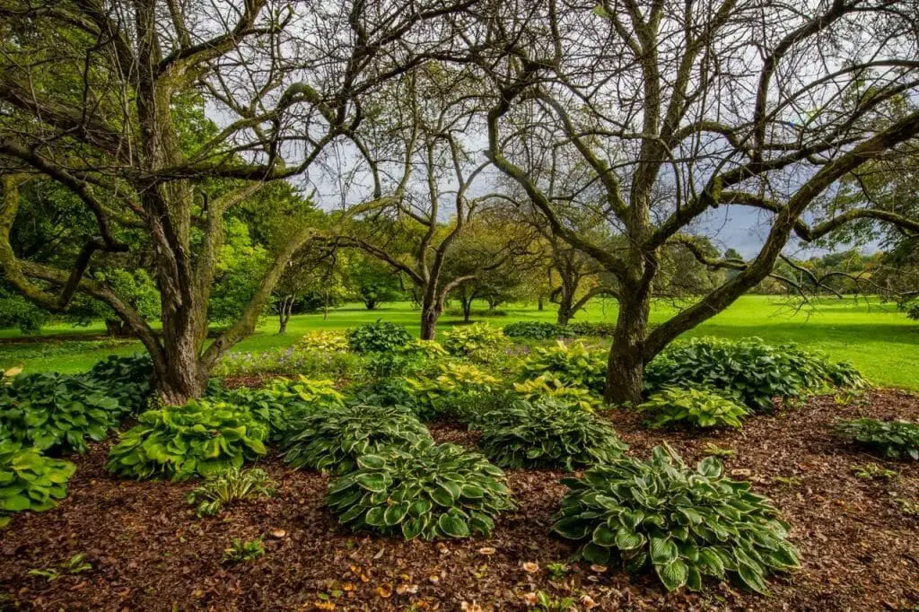 Low growing plants like hostas are a good choice