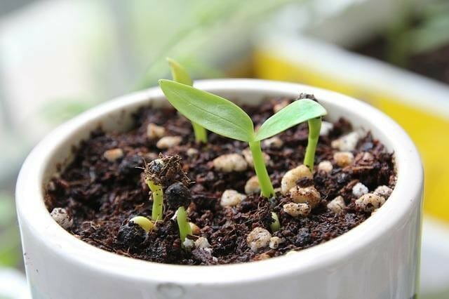 seed germination in a pot