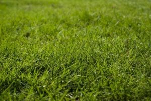 The Best Grass Seed For Overseeding: Detailed Guide