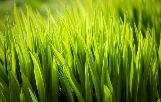 for a beautiful lawn, spread a thin layer of organic matter onto the dense soil