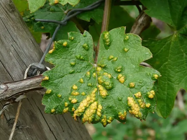 maple bladder galls caused by mites