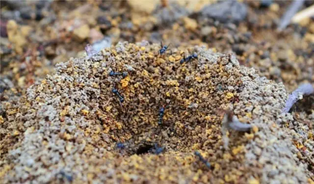 removing the nest is a basic thing to do to fix ant problems