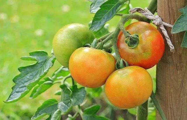 tomatoes ripening on the vine