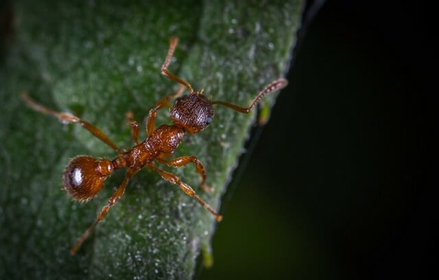 worker ants will be looking for food sources such as crumbs