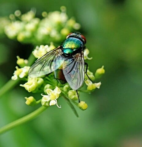 a fly on a flower