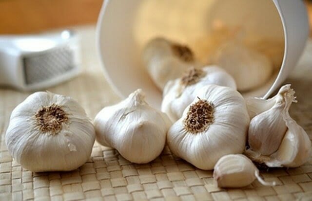 getting rid of sugar ants can be done with garlic