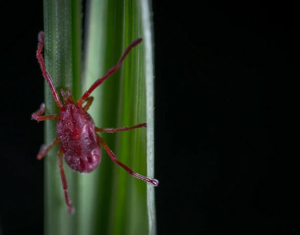 Chiggers love grass in shady areas like this.