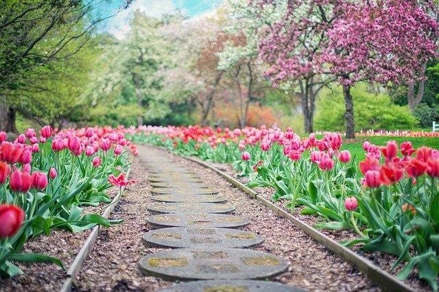 Garden path with tulips in bloom