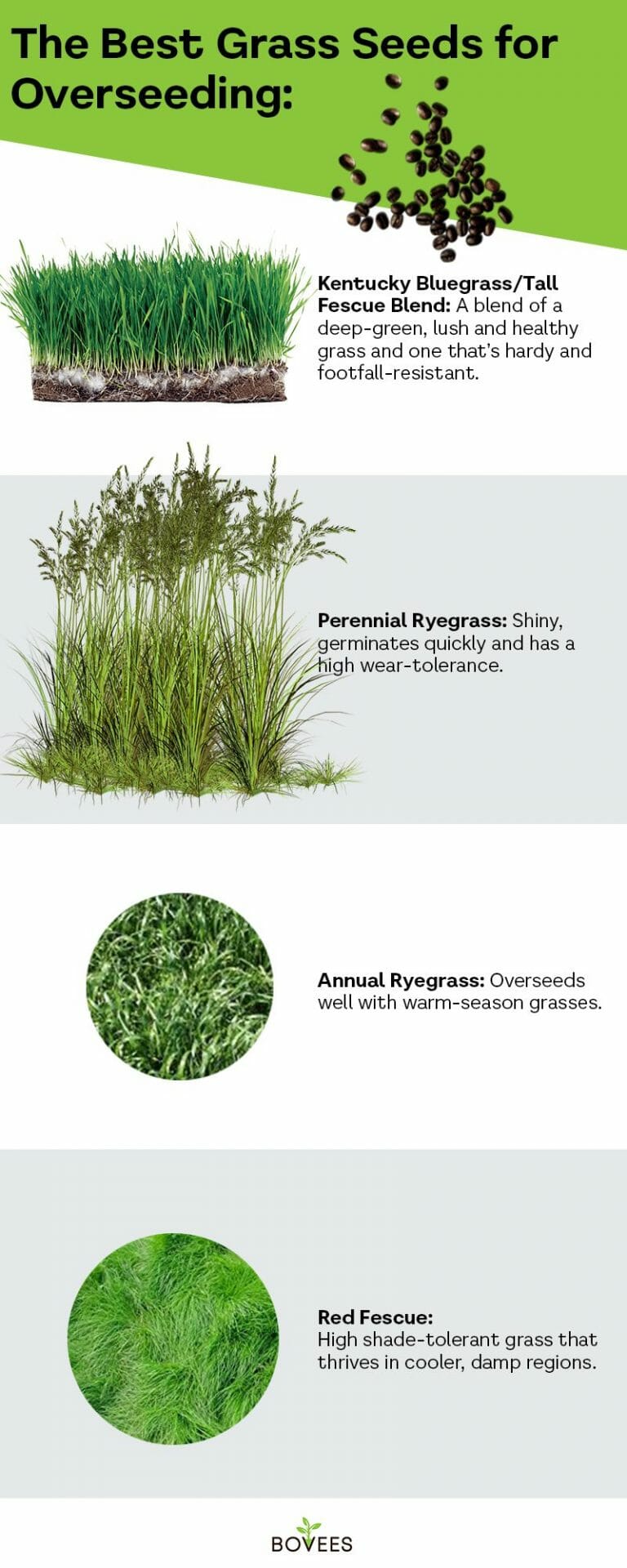 The Best Grass Seed For Overseeding Detailed Guide