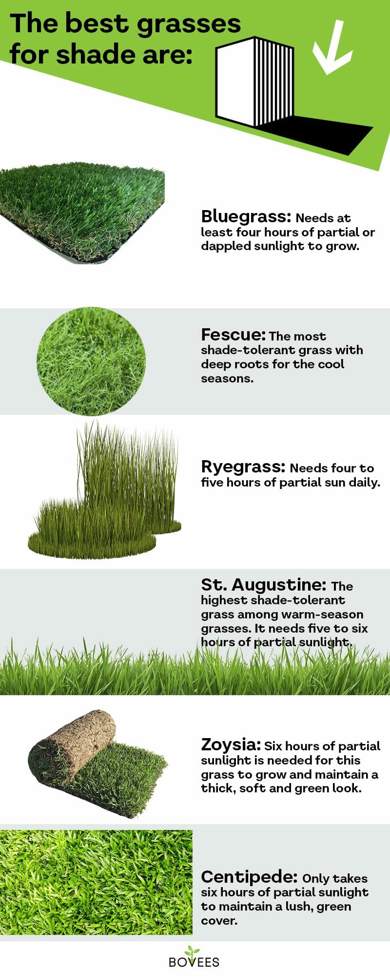 The Best Grass For Shade Which Shade Tolerant Grass?