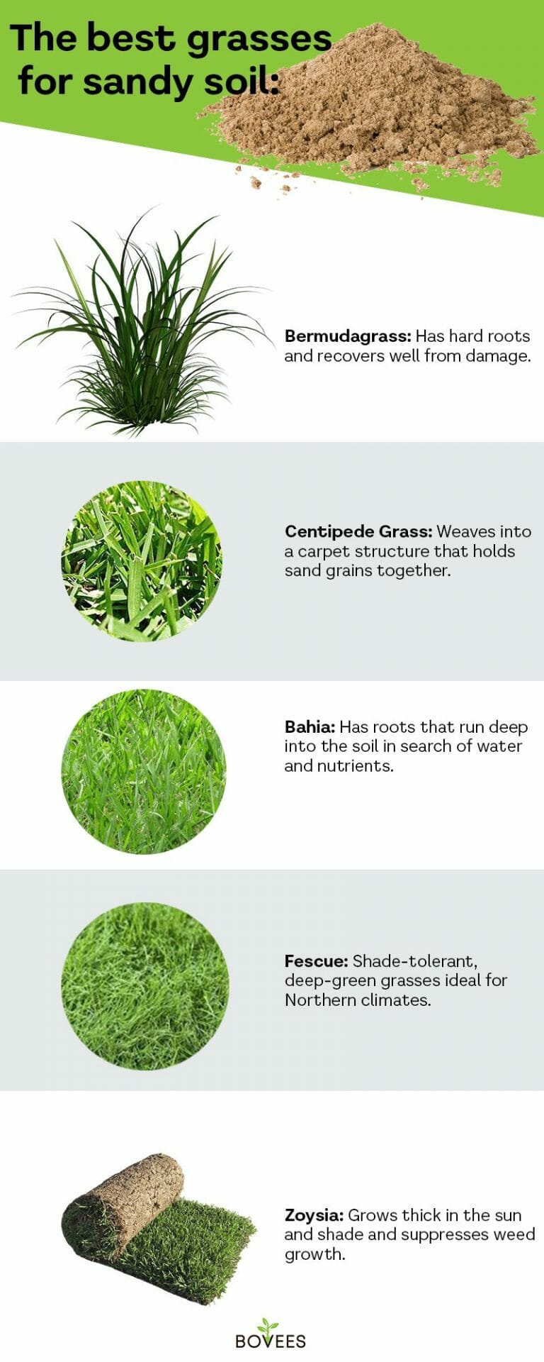 Best Grass For Sandy Soil Use The Best Grass Seed For Sand