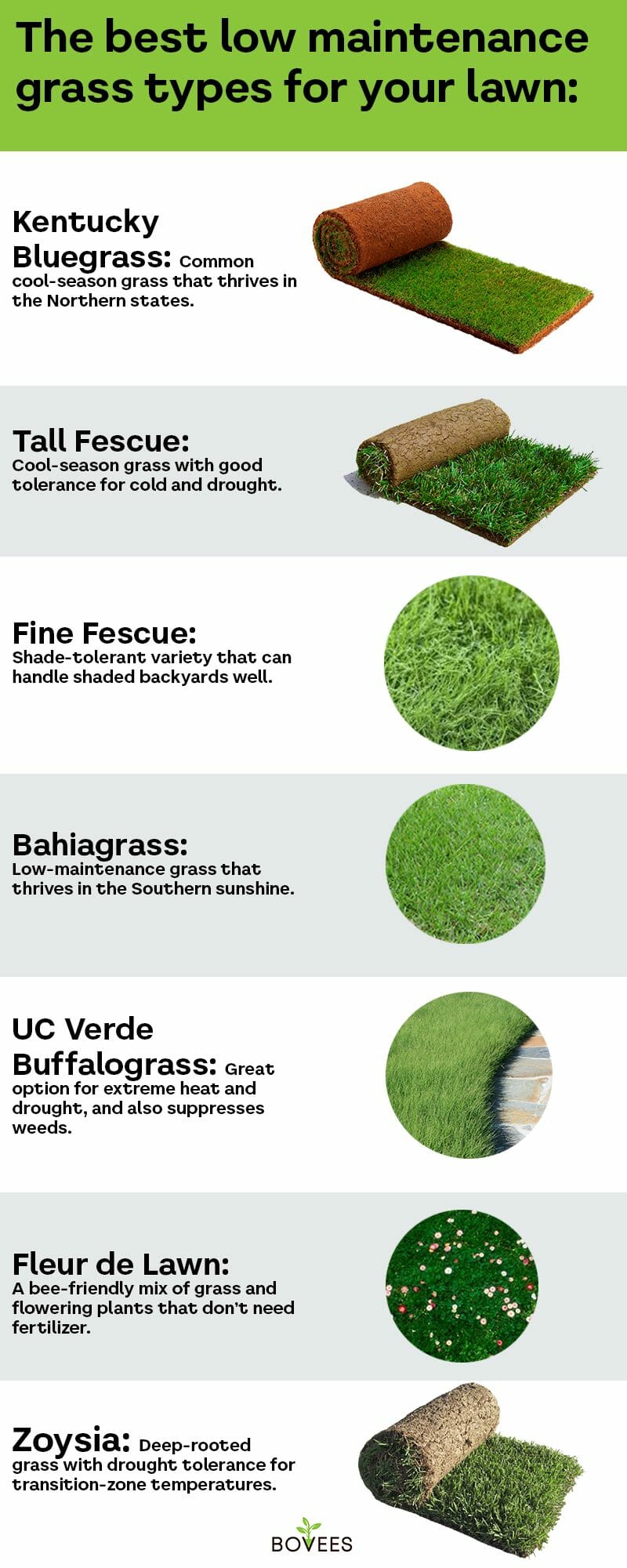 Low-Maintenance Grass Types: The Easiest Lawn For Busy Families