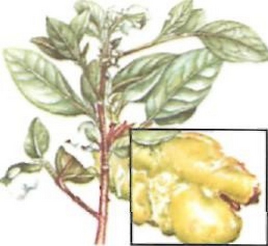 sketch of azalea gall