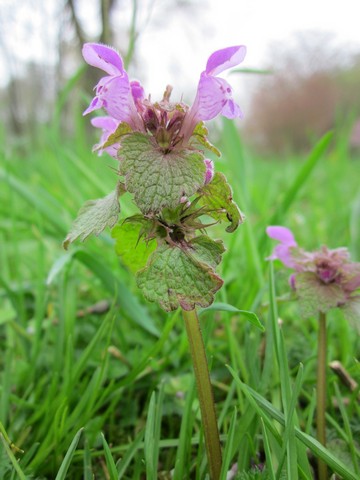 Henbit, a perennial weed