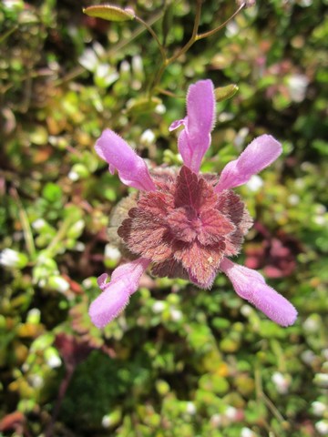 Purple deadnettle, another common purple weed flower