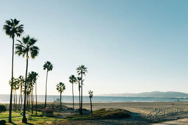 How Much Do Palm Trees Cost?